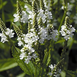 Verveine hastée  - verbena hastata 'white spires'  - godet 9x9 cm