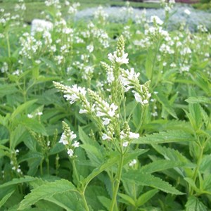 Verveine hastée  - verbena hastata 'white spires'  - godet 9x9 cm
