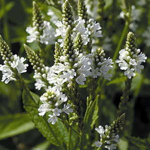 Verveine hastée  - verbena hastata 'white spires'  - godet 9x9 cm
