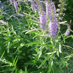Véronique à longues feuilles - veronica longifolia 'blauriesin' - godet 9x9 cm