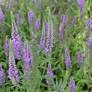 6 x véronique à longues feuilles - veronica longifolia 'blauriesin' - godet 9x9