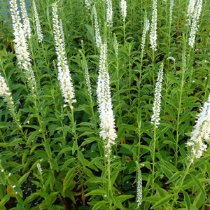 6 x véronique à longues feuilles 'schneerisin' - veronica longifolia