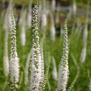 6 x véronique à longues feuilles 'schneerisin' - veronica longifolia
