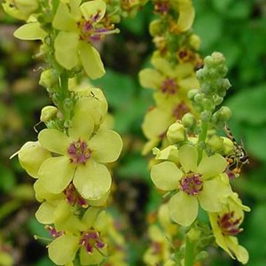 Molène noire  - verbascum nigrum 'album'  - godet 9x9 cm