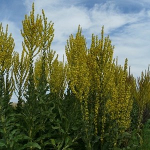 6 x molène d'olympe - verbascum olympicum  - godet 9x9 cm