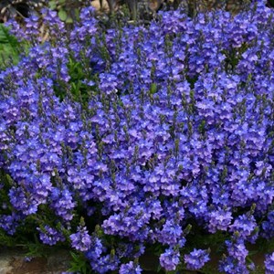 Véronique prostrée  - veronica prostrata 'blue sheen'  - godet 9x9 cm