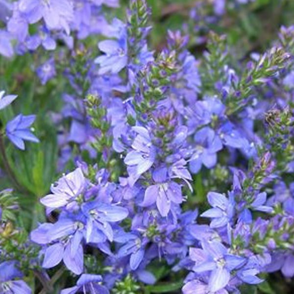 6 x véronique prostrée - veronica prostrata 'blue sheen' - godet 9x9 cm