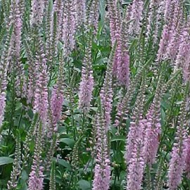 6 x véronique à longues feuilles - veronica 'pink damask'  - godet 9x9 cm