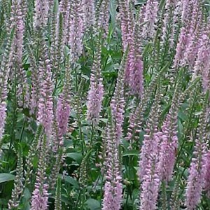 6 x véronique à longues feuilles - veronica 'pink damask'  - godet 9x9 cm