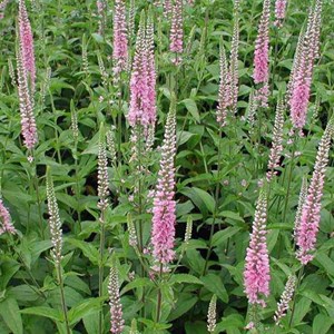 6 x véronique à longues feuilles - veronica 'pink damask'  - godet 9x9 cm