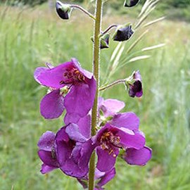 6 x molène de phénicie - verbascum phoeniceum  - godet 9x9 cm