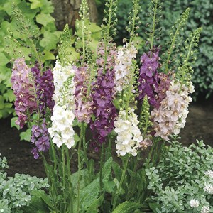 6 x molène de phénicie - verbascum phoeniceum  - godet 9x9 cm