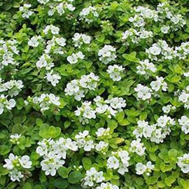 6 x véronique rampante - veronica repens  - godet 9x9 cm