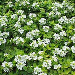 6 x véronique rampante - veronica repens  - godet 9x9 cm