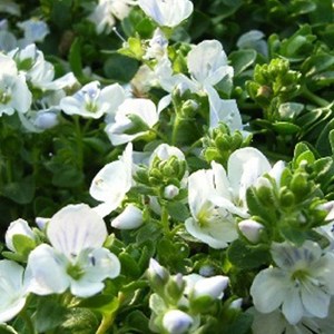 6 x véronique rampante - veronica repens  - godet 9x9 cm