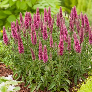 Véronique en épis  - veronica spicata 'heidekind'  - godet 9x9 cm