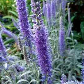Véronique en épis  - veronica spicata 'incana'  - godet 9x9 cm
