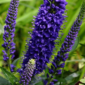 6 x véronique en épis - veronica spicata  - godet 9x9 cm