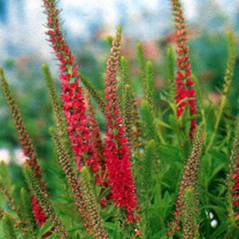Véronique en épis  - veronica spicata 'rotfuchs'  - godet 9x9 cm