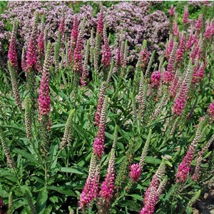 Véronique en épis  - veronica spicata 'rotfuchs'  - godet 9x9 cm