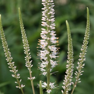 Veronicastrum virginicum 'album' - godet 9x9 cm