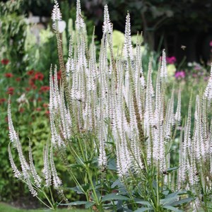 Veronicastrum virginicum 'diana' - godet 9x9 cm