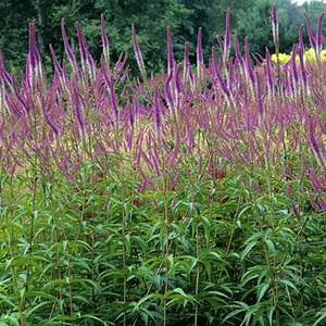 Veronicastrum virginicum 'fascination' - godet 9x9 cm