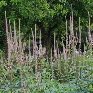 Veronicastrum virginicum 'pink glow' - godet 9x9 cm
