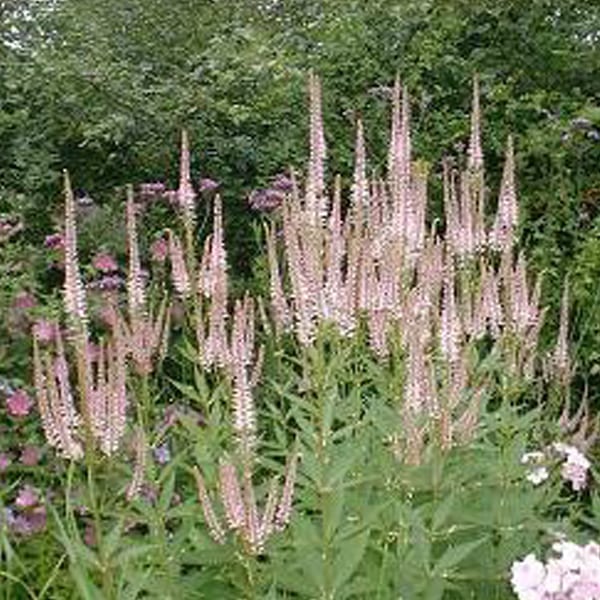 Arborix - 6 x veronicastrum virginicum 'pink glow' - godet 9x9 cm