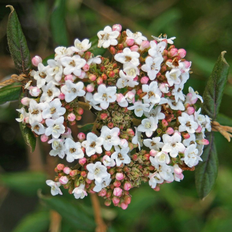 Arborix - Viorne du burkwood  - viburnum burkwoodii 'anne russell'  - 50-60 cm pot