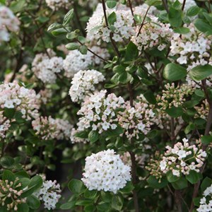 Viorne du burkwood  - viburnum burkwoodii 'anne russell'  - 50-60 cm pot