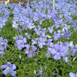 Violette cornue  - viola 'boughton blue'  - godet 9x9 cm