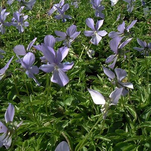 Violette cornue  - viola 'boughton blue'  - godet 9x9 cm