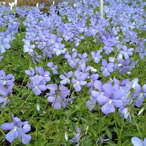 6 x violette cornue  - viola 'boughton blue'  - godet 9x9 cm