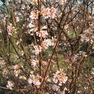 2 x viorne d'hiver  - viburnum bodnantense 'charles lamont'  - 50-60 cm pot