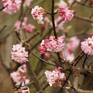 2 x viorne d'hiver  - viburnum bodnantense 'charles lamont'  - 50-60 cm pot