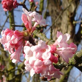 Viorne d'hiver  - viburnum bodnantense 'dawn'  - 60-80 cm pot