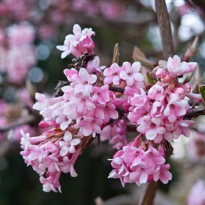 Viorne d'hiver  - viburnum bodnantense 'dawn'  - 60-80 cm pot