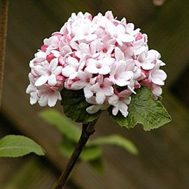 Viorne de carle  - viburnum carlesii 'aurora'  - 60-80 cm pot