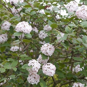 Viorne de carle  - viburnum carlesii 'aurora'  - 60-80 cm pot
