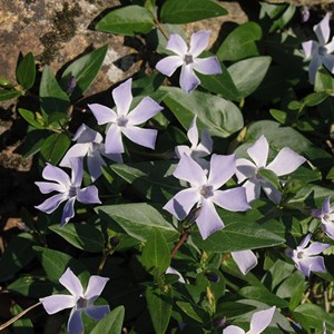 6 x pervenche difforme - vinca difformis  - godet 9x9 cm