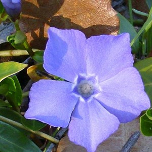 6 x pervenche difforme - vinca difformis  - godet 9x9 cm