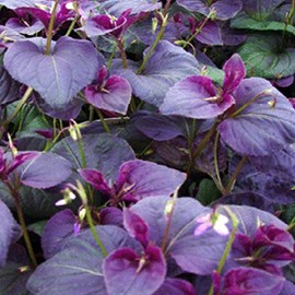 6 x violette de labrador - viola labradorica  - godet 9x9 cm