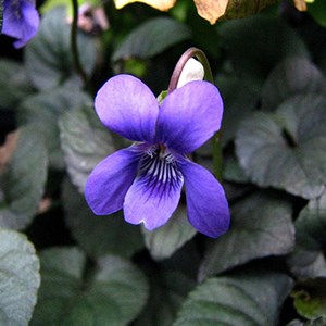 6 x violette de labrador - viola labradorica  - godet 9x9 cm