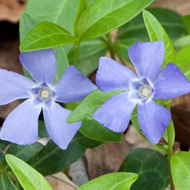 Petite pervenche  - vinca minor 'argenteovariegata'  - godet 9x9 cm