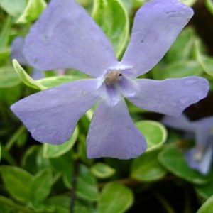 Petite pervenche  - vinca minor 'argenteovariegata'  - godet 9x9 cm