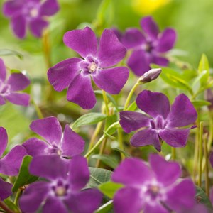 Petite pervenche  - vinca minor 'atropurpurea'  - godet 9x9 cm