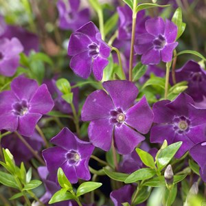 6 x petite pervenche  - vinca minor 'atropurpurea'  - godet 9x9 cm