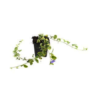 Petite pervenche  - vinca minor 'aureovariegata'  - godet 9x9 cm