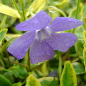 6 x petite pervenche  - vinca minor 'aureovariegata'  - godet 9x9 cm
